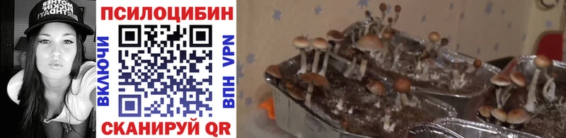 Купить где  Емва  Галлюциногенные грибы ЛСД 
